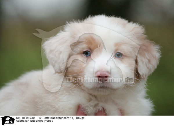 Australian Shepherd Welpe / Australian Shepherd Puppy / TB-01230