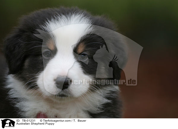 Australian Shepherd Welpe / Australian Shepherd Puppy / TB-01231