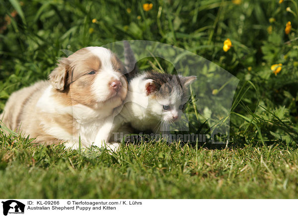 Australian Shepherd Puppy and Kitten / KL-09266