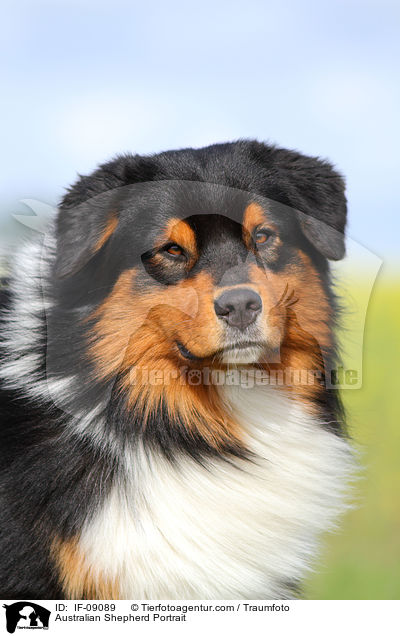 Australian Shepherd Portrait / Australian Shepherd Portrait / IF-09089