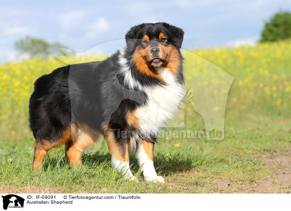 Australian Shepherd / Australian Shepherd / IF-09091