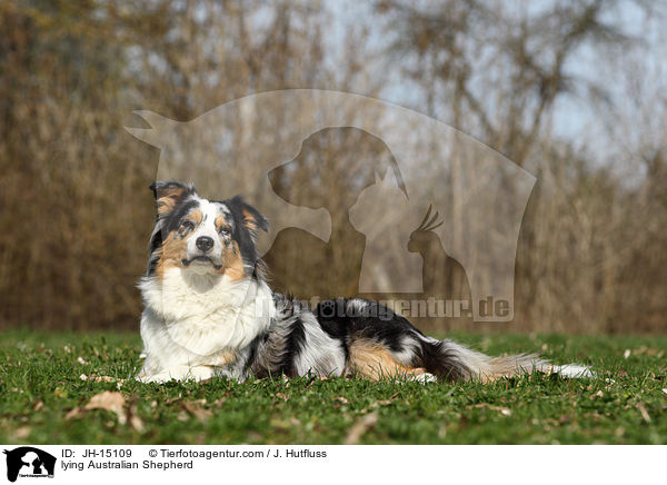 liegender Australian Shepherd / lying Australian Shepherd / JH-15109