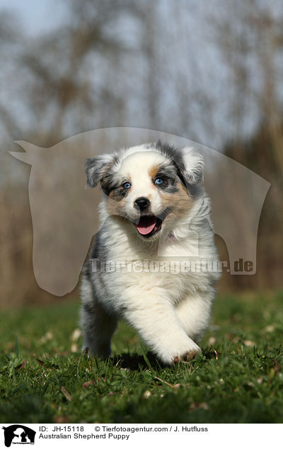 Australian Shepherd Welpe / Australian Shepherd Puppy / JH-15118