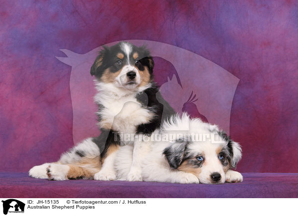 Australian Shepherd Welpen / Australian Shepherd Puppies / JH-15135