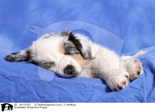 Australian Shepherd Welpe / Australian Shepherd Puppy / JH-15157