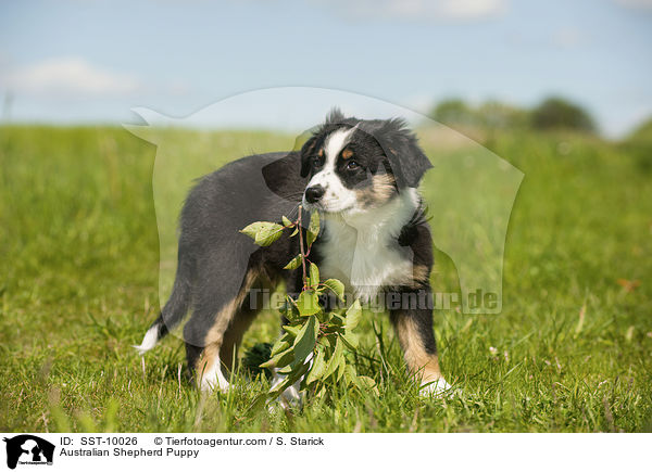 Australian Shepherd Welpe / Australian Shepherd Puppy / SST-10026