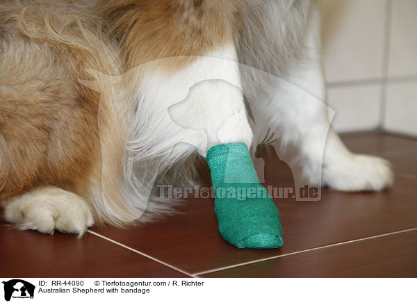 Australian Shepherd mit Verdand / Australian Shepherd with bandage / RR-44090