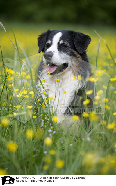 Australian Shepherd Portrait / Australian Shepherd Portrait / NN-01740