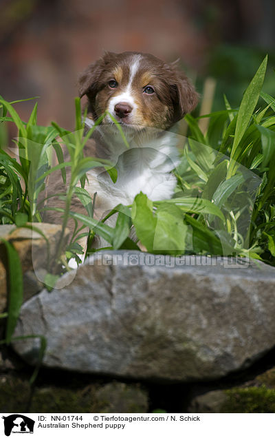 Australian Shepherd Welpe / Australian Shepherd puppy / NN-01744