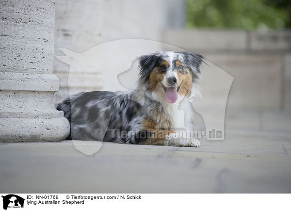 liegender Australian Shepherd / lying Australian Shepherd / NN-01769