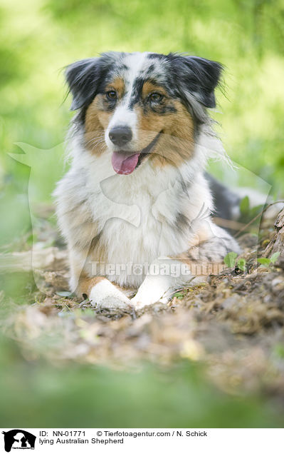 liegender Australian Shepherd / lying Australian Shepherd / NN-01771