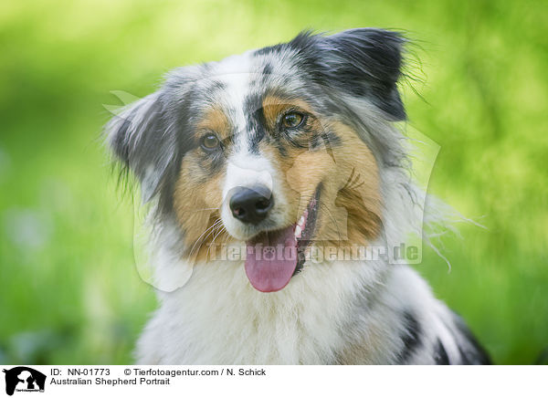 Australian Shepherd Portrait / Australian Shepherd Portrait / NN-01773