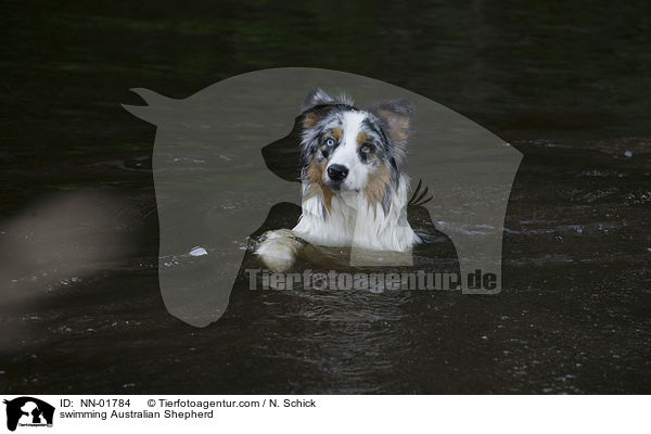 schwimmender Australian Shepherd / swimming Australian Shepherd / NN-01784