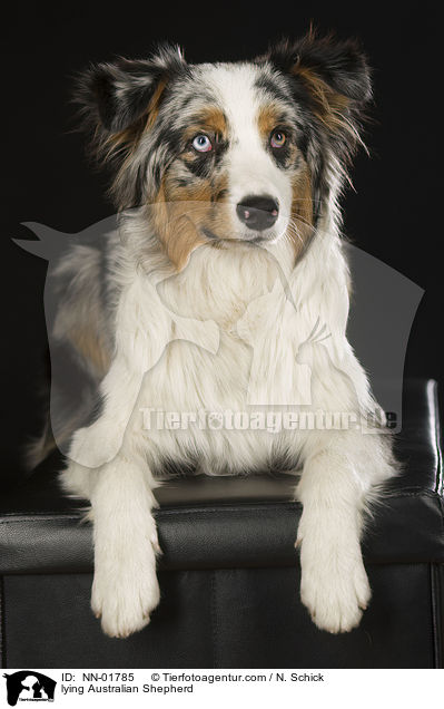 liegender Australian Shepherd / lying Australian Shepherd / NN-01785