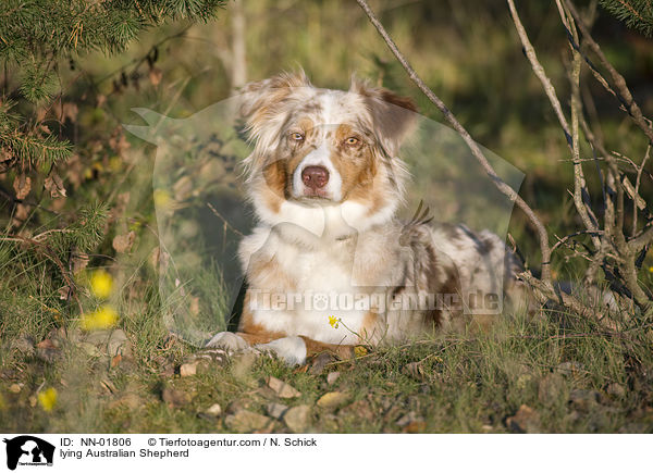 liegender Australian Shepherd / lying Australian Shepherd / NN-01806