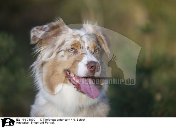 Australian Shepherd Portrait / Australian Shepherd Portrait / NN-01809