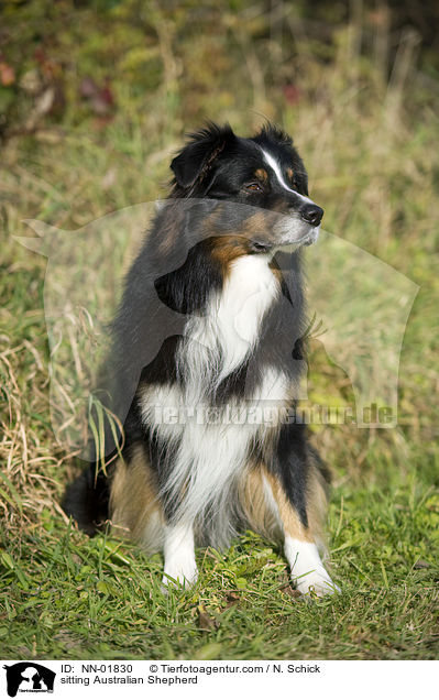 sitzender Australian Shepherd / sitting Australian Shepherd / NN-01830