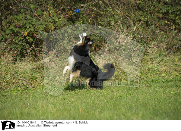 springender Australian Shepherd / jumping Australian Shepherd / NN-01841