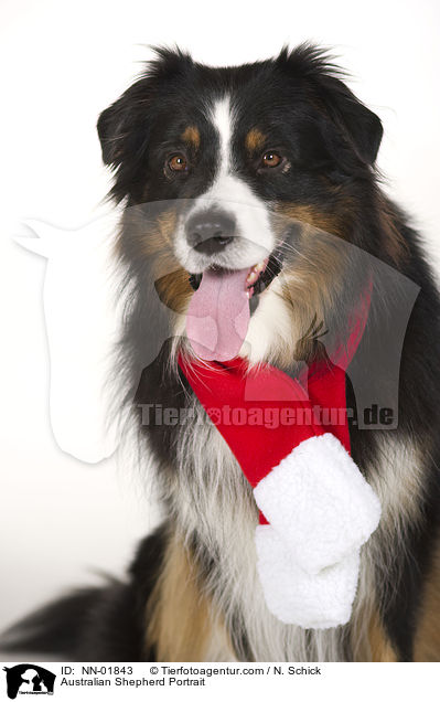 Australian Shepherd Portrait / Australian Shepherd Portrait / NN-01843