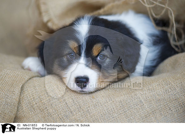 Australian Shepherd Welpe / Australian Shepherd puppy / NN-01853