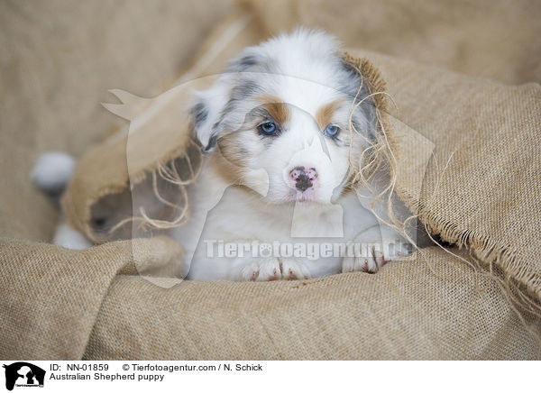 Australian Shepherd Welpe / Australian Shepherd puppy / NN-01859