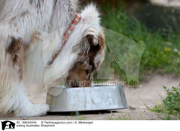 fressender Australian Shepherd / eating Australian Shepherd / AM-04044