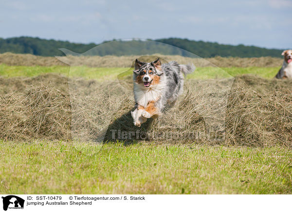 springender Australian Shepherd / jumping Australian Shepherd / SST-10479