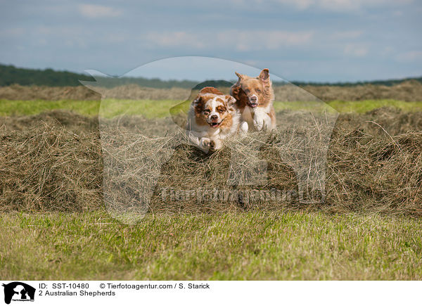 2 Australian Shepherds / 2 Australian Shepherds / SST-10480