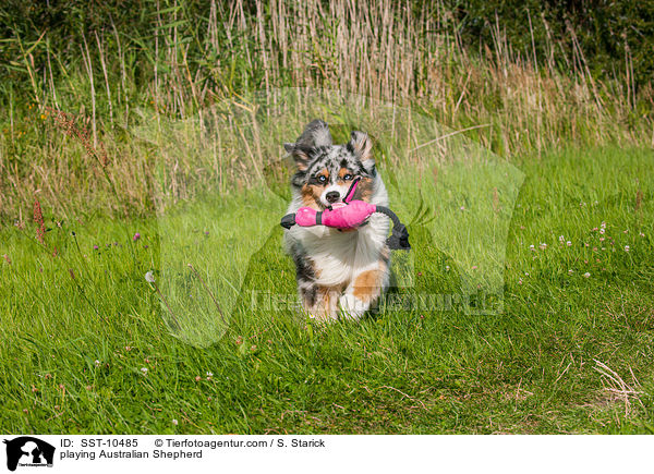 spielender Australian Shepherd / playing Australian Shepherd / SST-10485