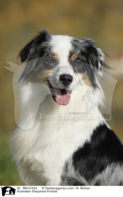 Australian Shepherd Portrait / Australian Shepherd Portrait / RR-47244