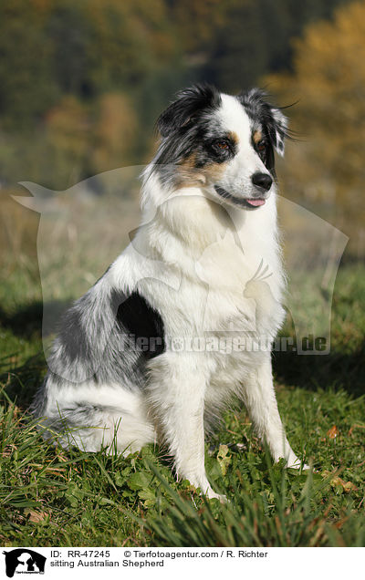 sitzender Australian Shepherd / sitting Australian Shepherd / RR-47245