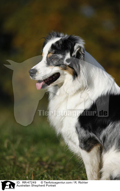 Australian Shepherd Portrait / Australian Shepherd Portrait / RR-47249