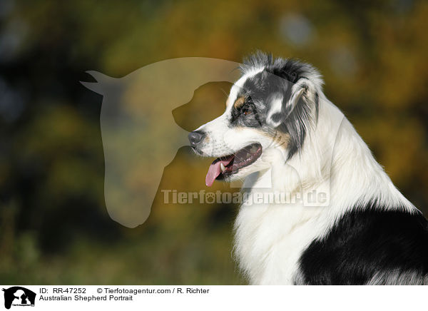 Australian Shepherd Portrait / Australian Shepherd Portrait / RR-47252