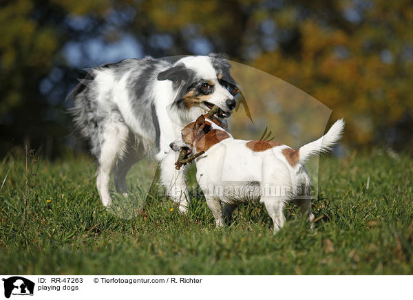 spielende Hunde / playing dogs / RR-47263