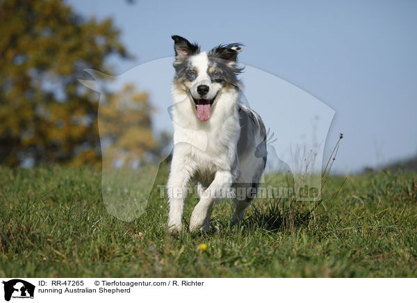 rennender Australian Shepherd / running Australian Shepherd / RR-47265