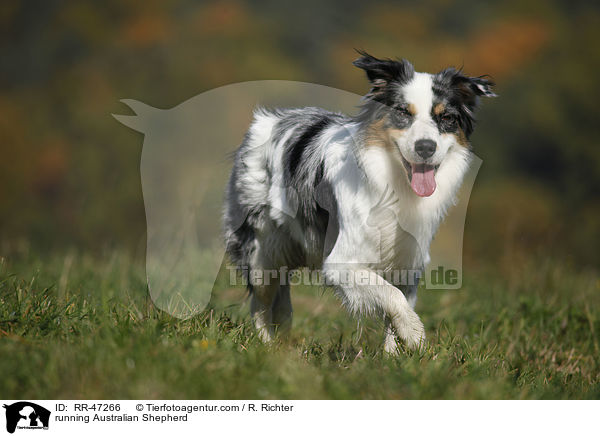 rennender Australian Shepherd / running Australian Shepherd / RR-47266