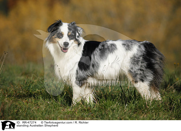 stehender Australian Shepherd / standing Australian Shepherd / RR-47274