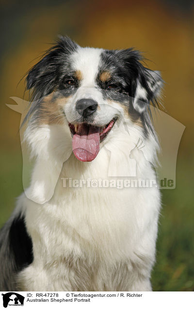 Australian Shepherd Portrait / Australian Shepherd Portrait / RR-47278