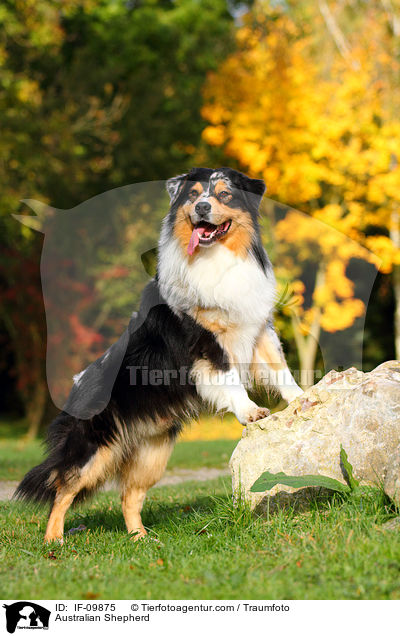 Australian Shepherd / Australian Shepherd / IF-09875