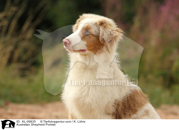 Australian Shepherd Portrait / Australian Shepherd Portrait / KL-09835