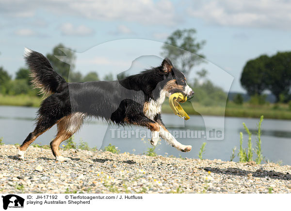 spielender Australian Shepherd / playing Australian Shepherd / JH-17192