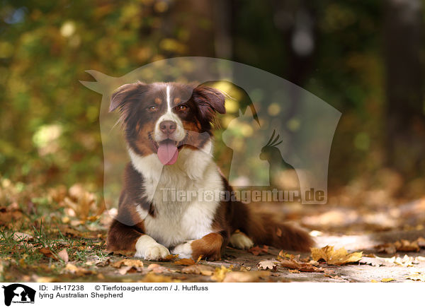 liegender Australian Shepherd / lying Australian Shepherd / JH-17238