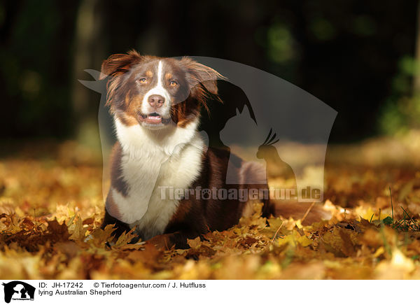 liegender Australian Shepherd / lying Australian Shepherd / JH-17242