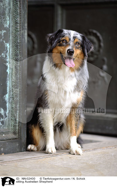 sitzender Australian Shepherd / sitting Australian Shepherd / NN-02400