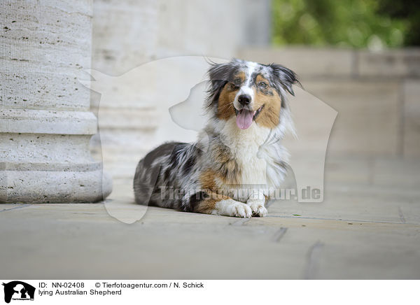 liegender Australian Shepherd / lying Australian Shepherd / NN-02408