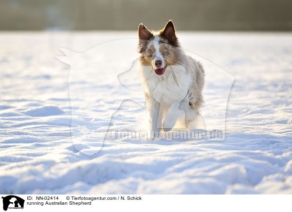 rennender Australian Shepherd / running Australian Shepherd / NN-02414