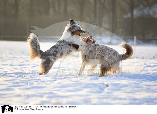 2 Australian Shepherds / 2 Australian Shepherds / NN-02416