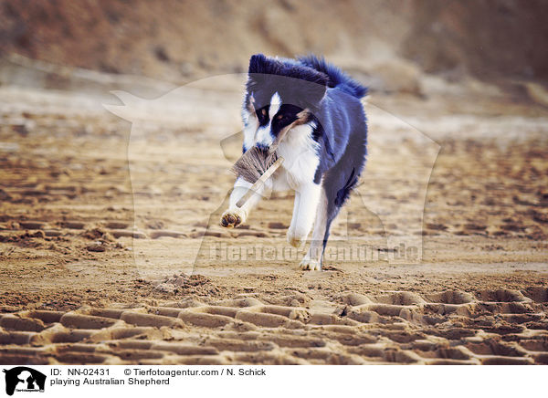 spielender Australian Shepherd / playing Australian Shepherd / NN-02431