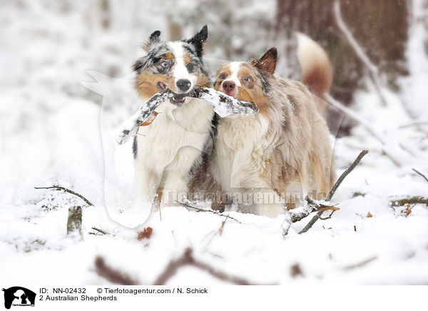 2 Australian Shepherds / 2 Australian Shepherds / NN-02432