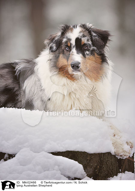 liegender Australian Shepherd / lying Australian Shepherd / NN-02466